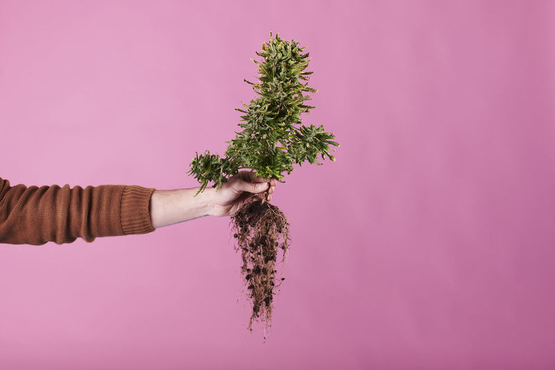 A hand holding a marijuana plant with roots on pink background