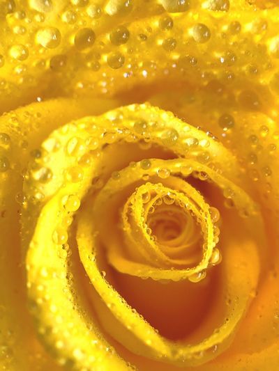 Close-up of yellow rose in water