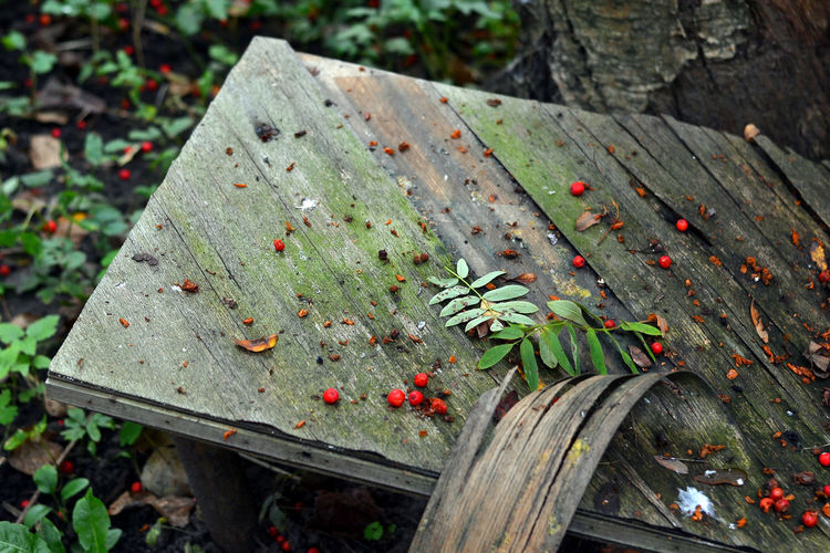 High angle view of cherries and leaves on old bench
