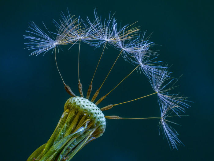 Close-up of dandelion