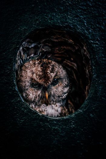 View of human eye
