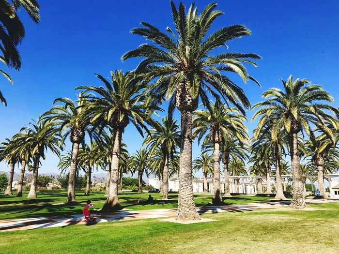 Palm trees in park against sky