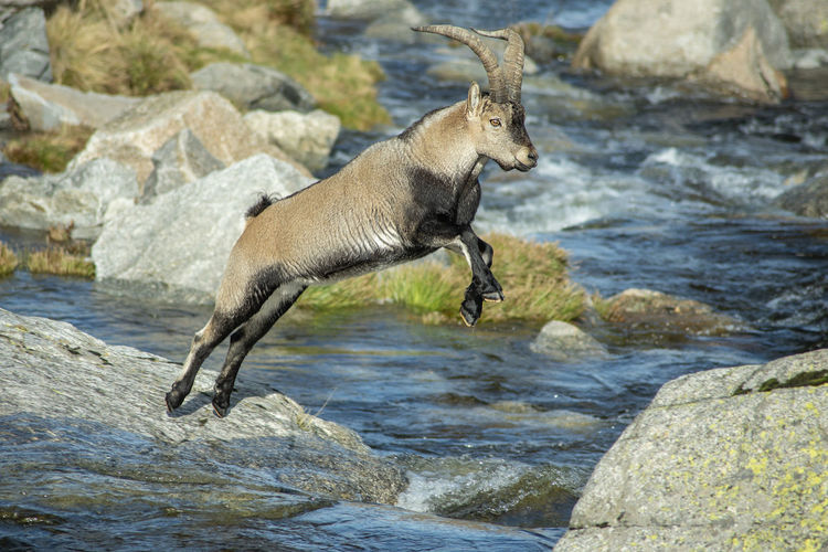 Goat jumping over rocks on river