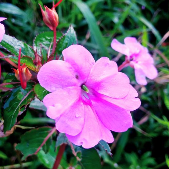 Close-up of pink rose flower