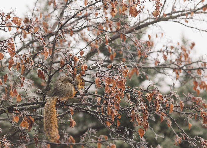 Close-up side view of squirrel on tree during winter