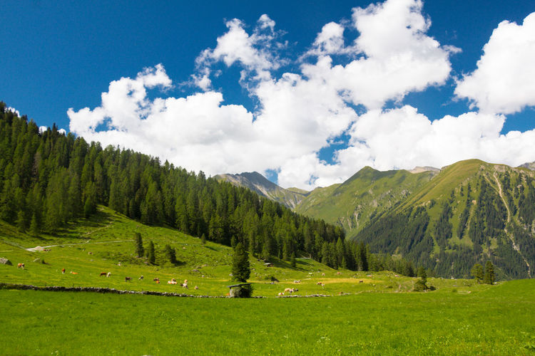 Scenic view of grassy field by alps against cloudy sky