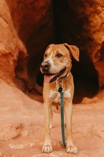 Pitbull mutt pants outside of cave entrance with color and leash