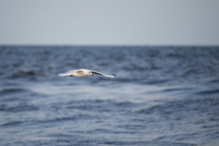 Seagull flying over sea against clear sky