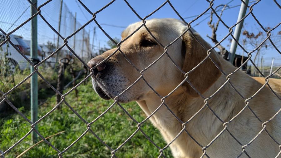 Dog seen through chainlink fence