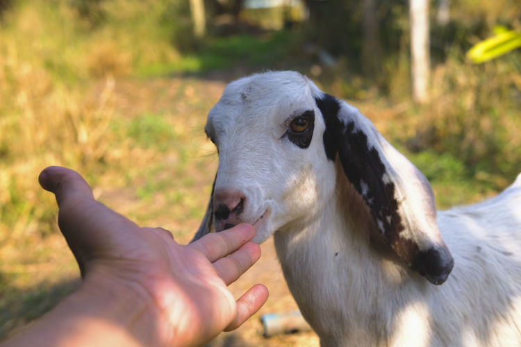 Close-up of hand feeding,goat