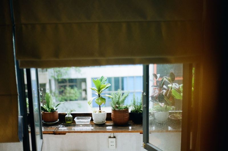 View of potted plants in window
