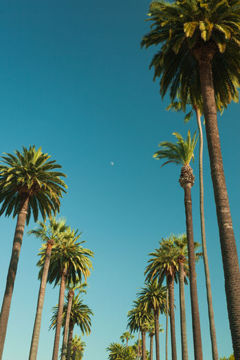 Low angle view of palm trees against clear blue sky