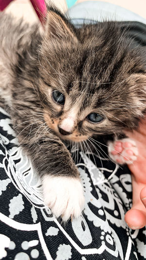 Close-up of hand with kitten