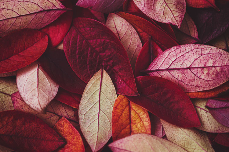 Full frame shot of red autumn leaves