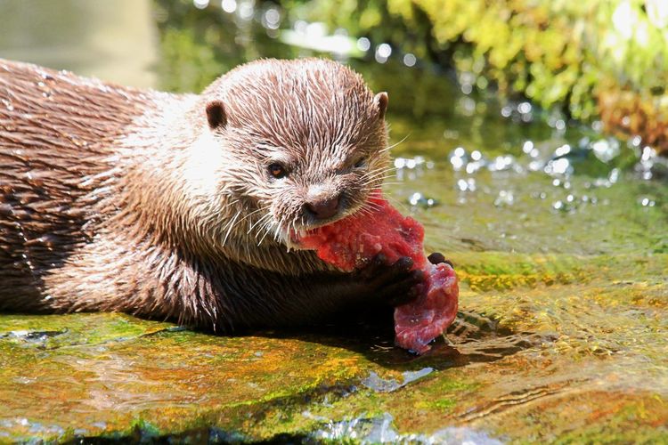 Close-up of otter eating meat at shore