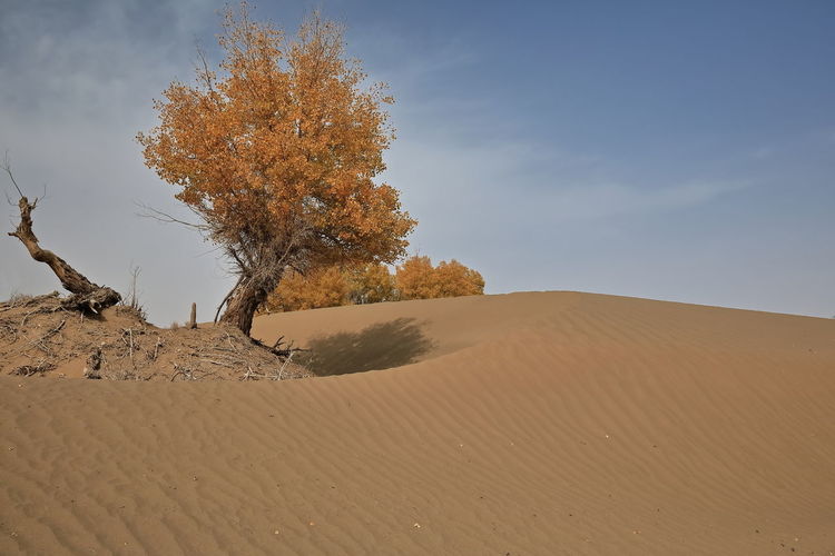 Tree on sand dune against sky