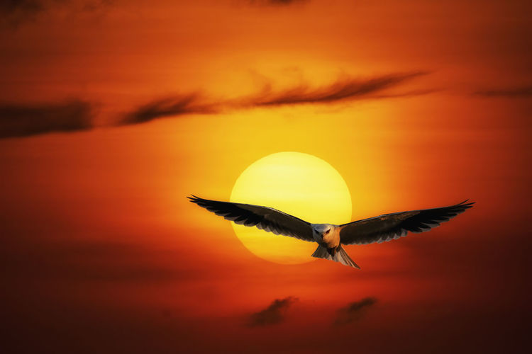 Bird flying against orange sky