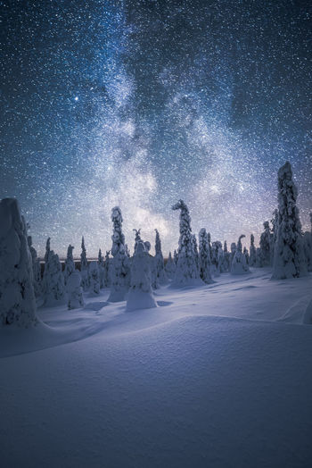Trees on snow covered land against sky at night