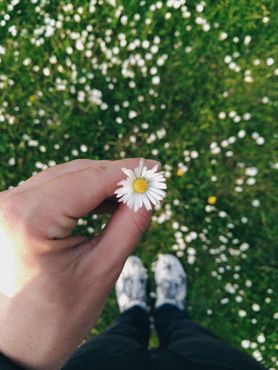 Close-up of cropped hand holding daisy