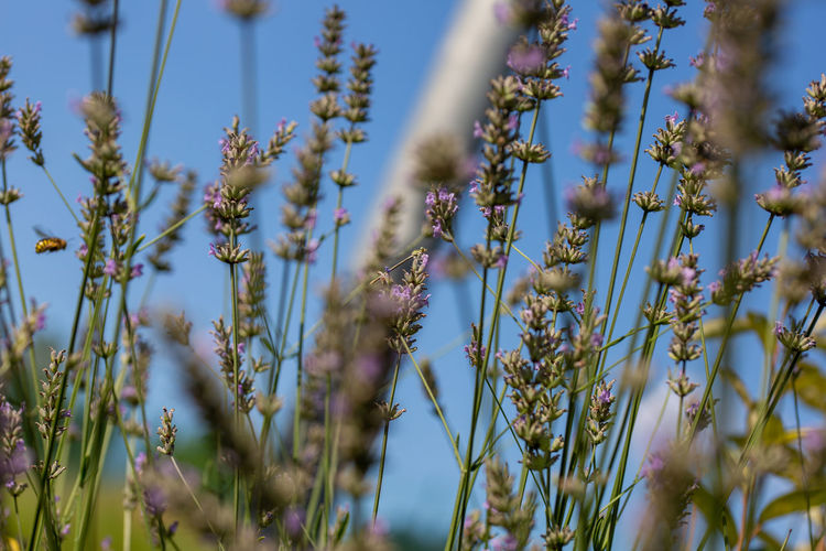 Close-up of flowering plants on field against sky