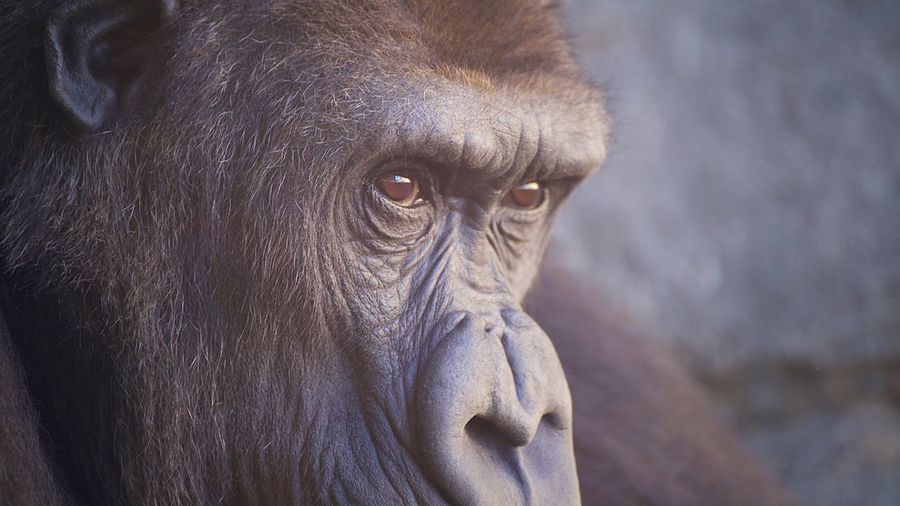 Close-up of gorilla outdoors