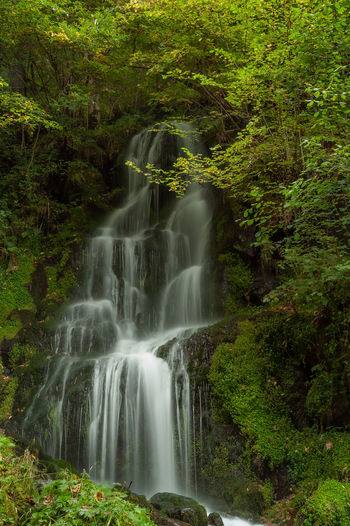 Scenic view of waterfall in forest