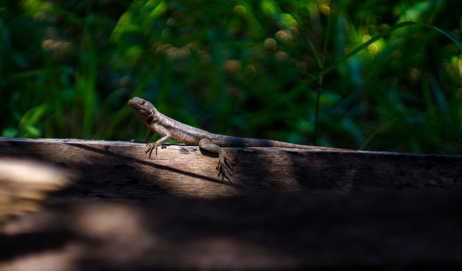 Close-up of lizard on rock