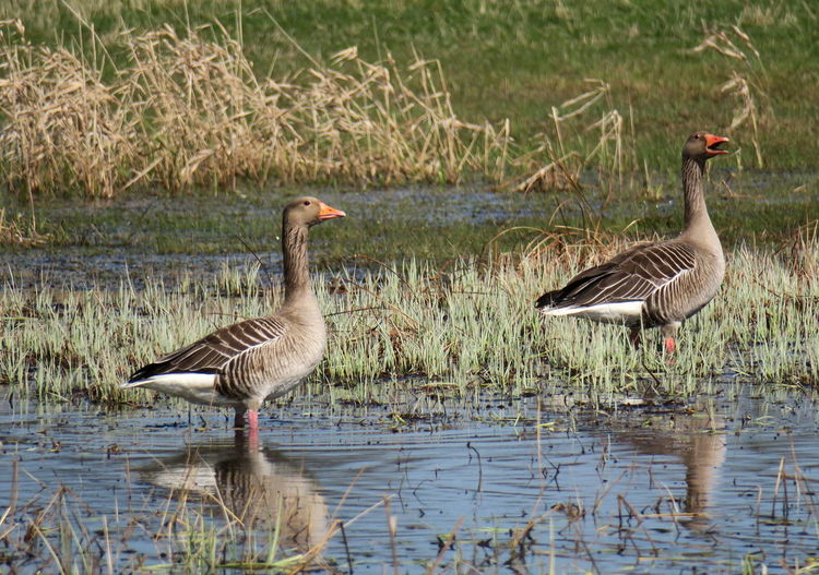 Mallard ducks in lake