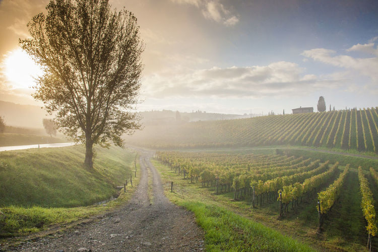 Scenic view of footpath through a vineyard