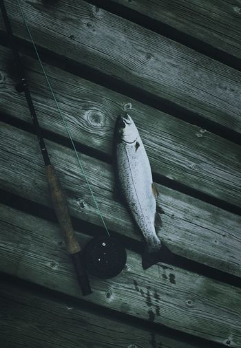 High angle view of trout and fishing rod on bench