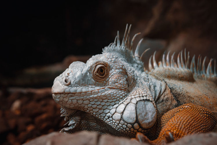 Close-up of a lizard