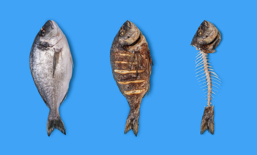 Close-up of fish against blue background