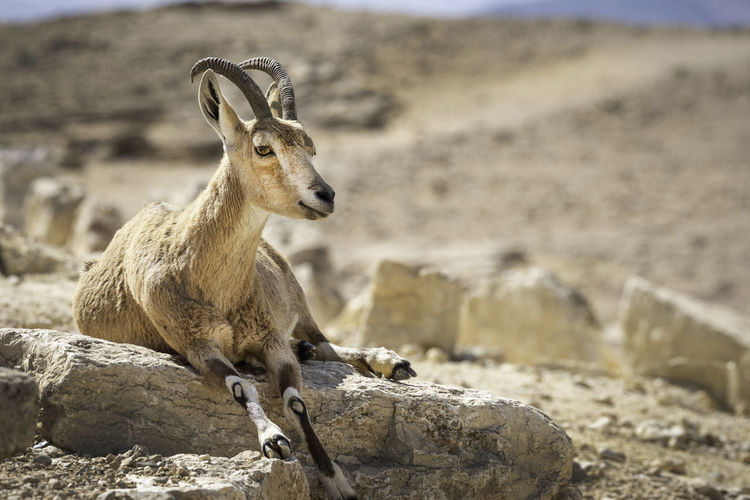 Gazelle sitting on a rock