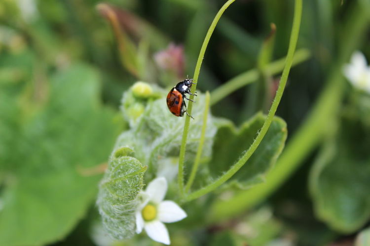 Close-up of ladybug on plant