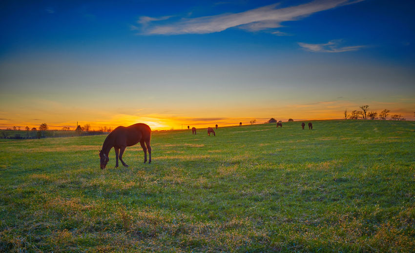 Thoroughbred horses grazing at dusk with setting sun.