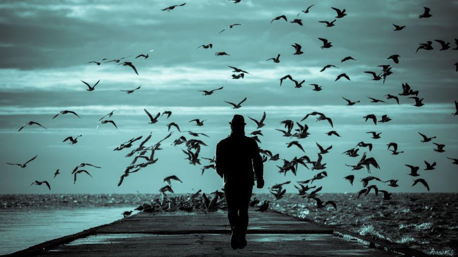 Rear view of man walking on pier amidst seagulls over sea