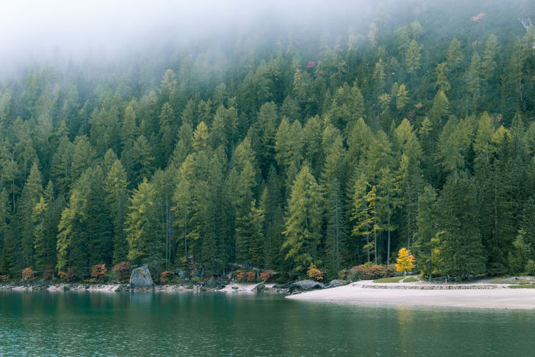 Panoramic view of pine trees by lake in forest