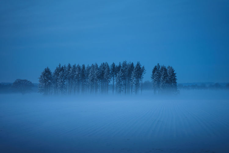 Tree group in winter with ground fog