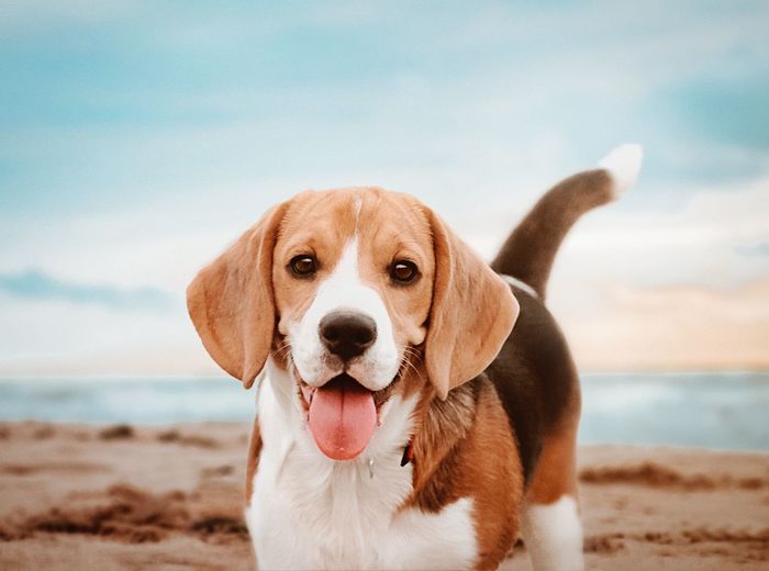 Portrait of dog sticking out tongue on beach