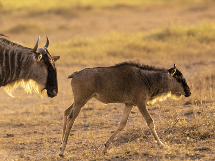 A wildebeest and her calf walking in the grasslands