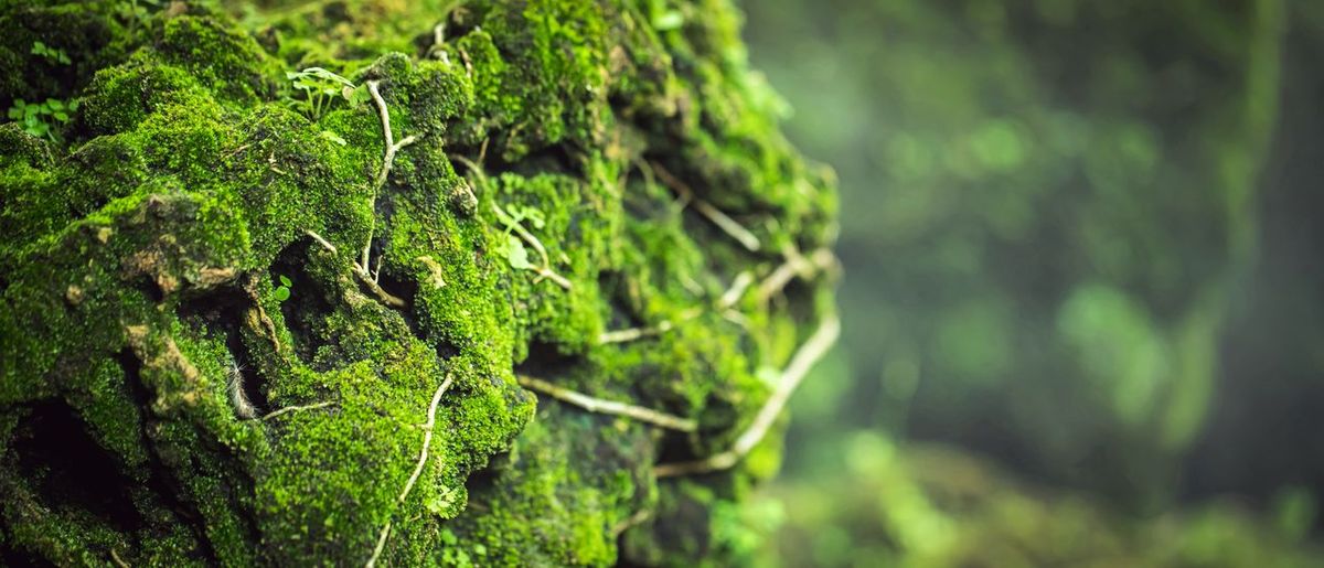 Close-up of moss covered tree trunk