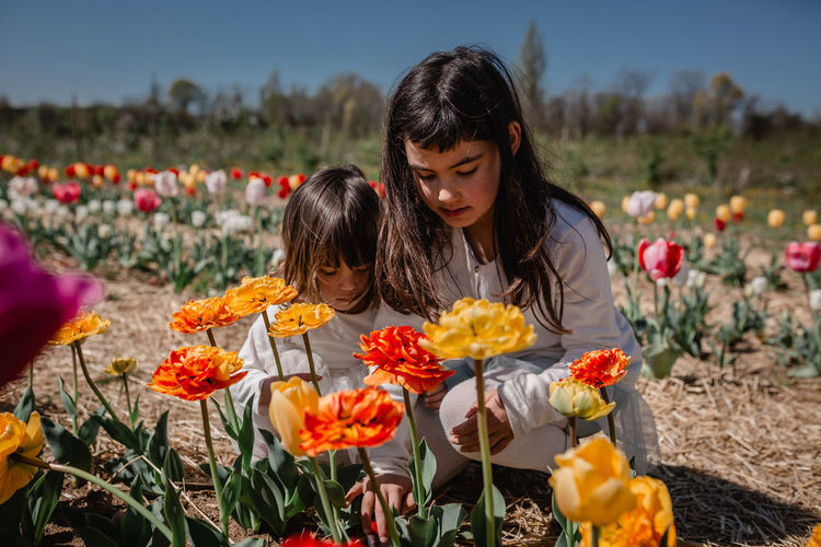 Two children in white clothes picking tulips sitting in the field