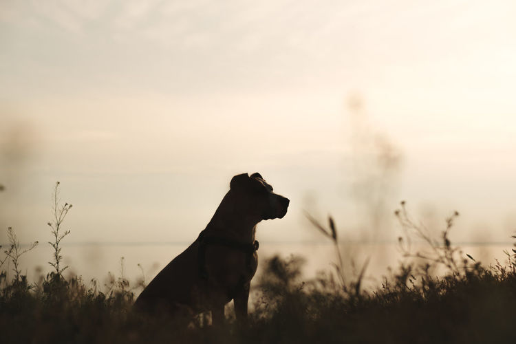 Silhouette of an active hiking dog sitting in the grass by the sea at golden hour
