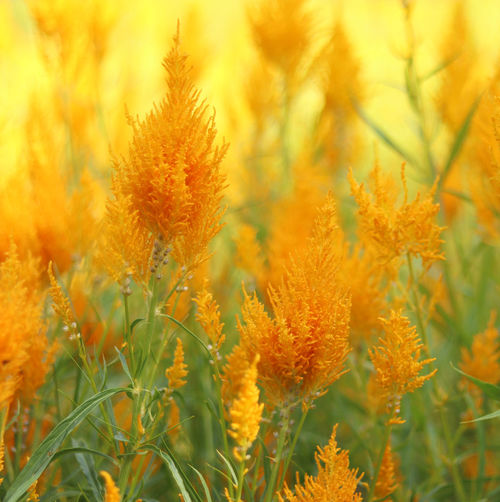 Close-up of yellow flowering plants during autumn