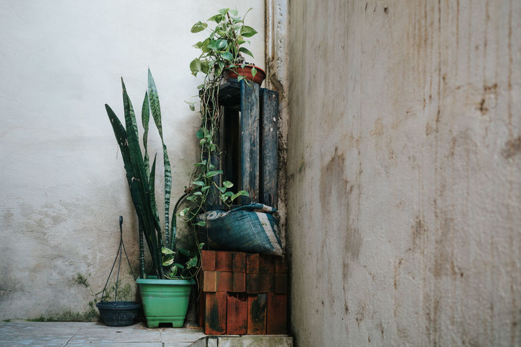 Potted plants on wall of old building