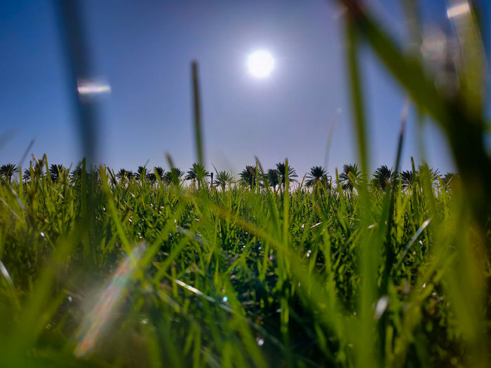 Close-up of grass on field against sky