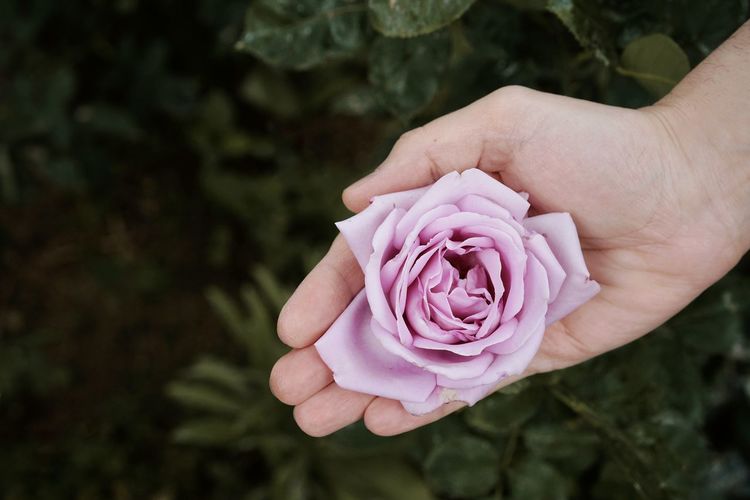 Cropped hand holding purple rose