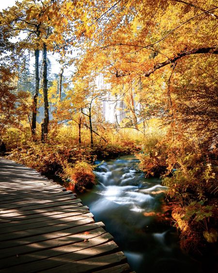 Stream flowing amidst trees in forest during autumn