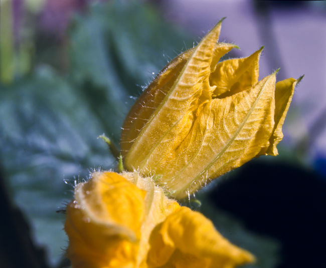 Close-up of yellow flower on leaves