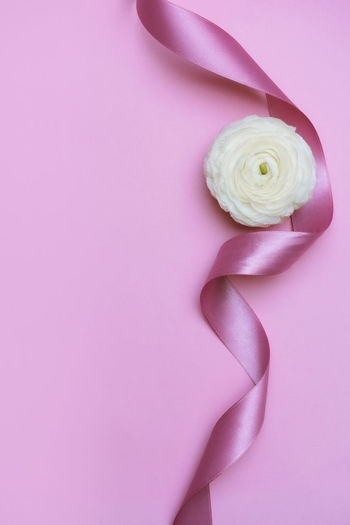 Close-up of pink rose on white surface